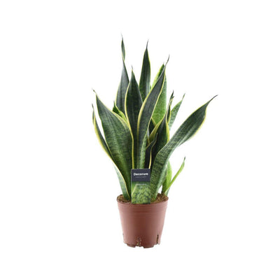 Sansevieria Futura Superba: Eleganter Grünling im 14cm Topf