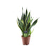 Sansevieria Futura Superba: Eleganter Grünling im 14cm Topf Bild 1