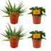 4er Set: Aloe Spider & Peperomia Obtipan Green, Ø10,5cm Bild 1