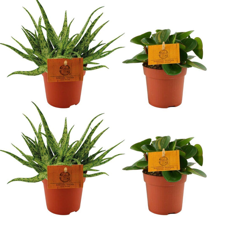 4er Set: Aloe Spider & Peperomia Obtipan Green, Ø10,5cm