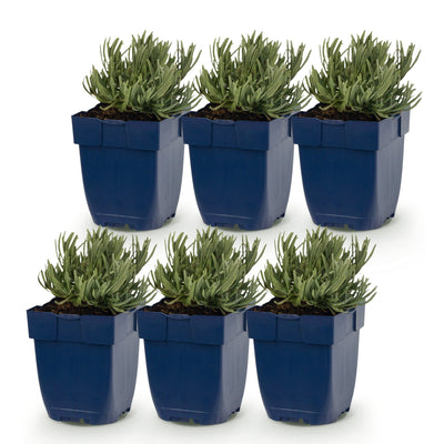 Green boutiQ - Perennials - Lavandula ang. Dwarf Blue - Lavender - Fragrant - Violet - 6 Plants - Pot 11cm - Height 15-25cm