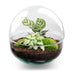 Bottle Garden Dome: DIY Plant Terrarium Set with Fittonia & Calathea Bild 1