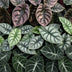 3x Baby Alocasia Tricolour - Tropisches Trio im 6cm Topf Bild 4