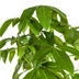 Pachira Aquatica Ø30cm - ↕160 - 180cm Bild 3