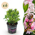 Dwarf Rhododendron Bloombux Light Pink - 6 Plants Bild 1