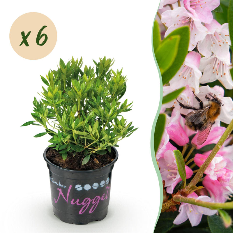 Dwarf Rhododendron Bloombux Light Pink - 6 Plants