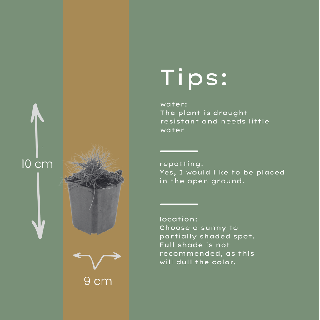 12x Festuca gautieri Ziergras (10-25cm) - Robuste Bodendecker