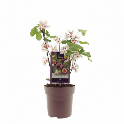 Ficus Bornholm Feigenbaum - Ø15cm - ↕40cm