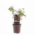 Ficus Bornholm Feigenbaum - Ø15cm - ↕40cm Bild 2
