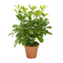 Schefflera Nora - Ø13cm - ↕35cm - Easy-care Umbrella Tree Bild 1