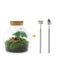 Bottle Garden DIY Kit: Little Joe Terrarium including plants & tools Bild 1