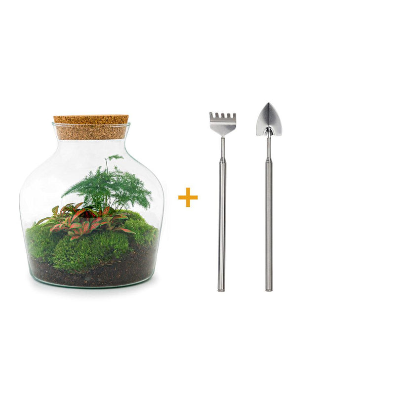 Bottle Garden DIY Kit: Little Joe Terrarium including plants & tools