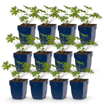 Green boutiQ - Perennial - Geranium Johnson's Blue - Crane's-bill - Groundcover - Blue - 12 Plants - Pot 11cm - Height 15-25cm