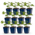 Green boutiQ - Perennial - Geranium Johnson's Blue - Crane's-bill - Groundcover - Blue - 12 Plants - Pot 11cm - Height 15-25cm Bild 1