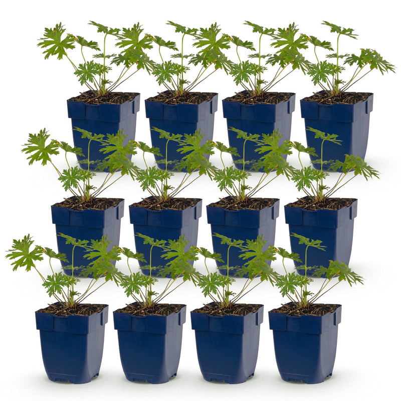 Green boutiQ - Perennial - Geranium Johnson's Blue - Crane's-bill - Groundcover - Blue - 12 Plants - Pot 11cm - Height 15-25cm