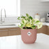 Epipremnum Happy Leaf: Pflegeleichte Zimmerpflanze mit Topf Bild 3