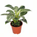 Philodendron Birkin - Ø14cm - H25cm - Pflegeleicht & Dekorativ Bild 1