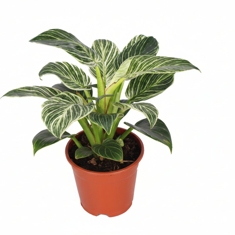 Philodendron Birkin - Ø14cm - H25cm - Pflegeleicht & Dekorativ