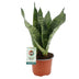 Sansevieria Black Coral: Elegante Zimmerpflanze, Ø12cm, H35cm Bild 1