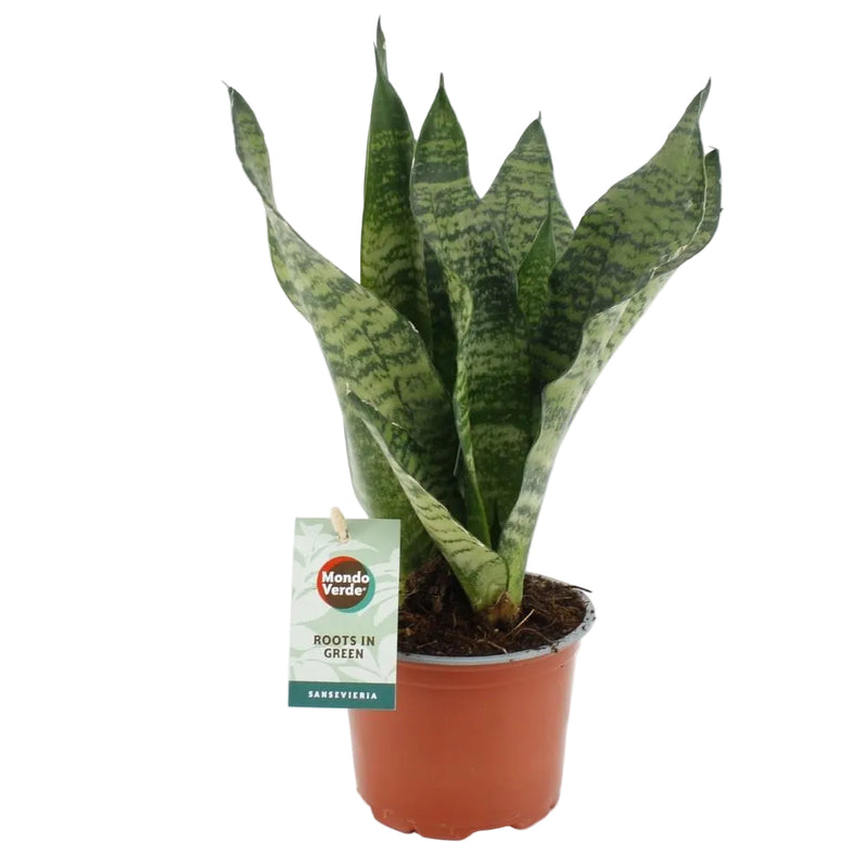 Sansevieria Black Coral: Elegante Zimmerpflanze, Ø12cm, H35cm