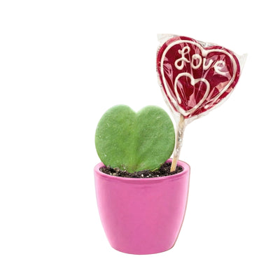 Lieblingspflanzen-Set - Grünes Mini-Geschenk - Topf & Pflanzenset - Rosa