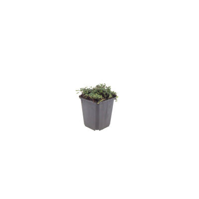 48x Thymus praecox 'Purple Beauty' - Lavendel-Thymian - 10-25cm