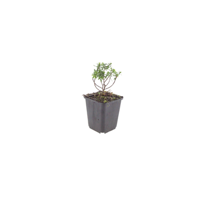 12x Immergrüne Schleifenblume 'Schneeflocke' ↕10-25cm Ø9cm