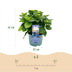 Balkonhortensie 'Magical Revolution Blue' - 2 Pflanzen im 23cm Topf Bild 3