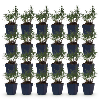 Green boutiQ - Perennial - Aster (D) Mediterranean - Sea Aster - Bee and Butterfly Magnet - Purple - 24 plants - Pot 11 cm - Height 15–25 cm