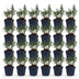 Green boutiQ - Perennial - Aster (D) Mediterranean - Sea aster - Bee and Butterfly attractors - Purple - 24 Plants - Pot 11cm - Height 15-25cm Bild 2
