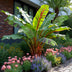 GreenboutiQ Bananenpflanze 'Red Tiger' (Musa sikkemensis) - 4er Set Bild 4