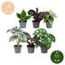 Baby Jungle Mix: 6 exotische Zimmerpflanzen (Ø6cm) Bild 5