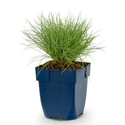 Green boutiQ - Perennials - Festuca glauca - Blue Fescue - Evergreen - Blue - 1 Plant - 11cm Pot - 15-25cm Height