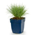 Blaugras Festuca glauca, immergrün, 1 Pflanze, Topf 11cm Bild 2