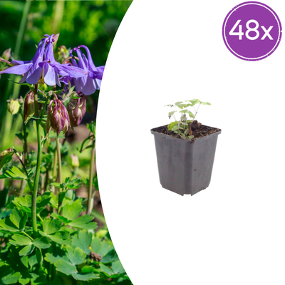 48x Akelei (Aquilegia vulgaris) - 10-25cm - Ø9cm