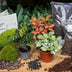 Bottle Garden Kit: Calathea Makoyana & Fittonia Set Bild 2