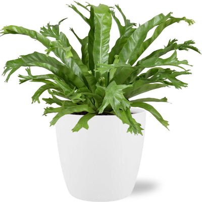 Asplenium Nidus Crissie - Federfarn im Ø17cm Topf, 40cm hoch
