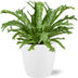 Asplenium Nidus Crissie - Federfarn im Ø17cm Topf, 40cm hoch Bild 1