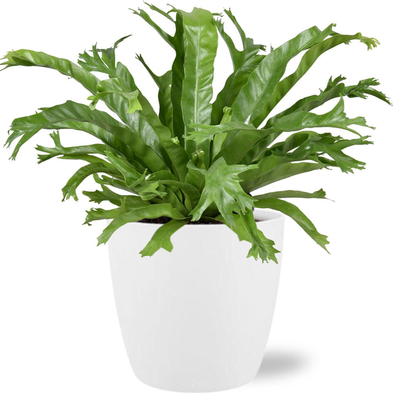 Asplenium Nidus Crissie - Federfarn im Ø17cm Topf, 40cm hoch