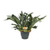 Platycerium Bifurcatum Hirschgeweihfarn Ø21cm - ↕50cm Bild 1