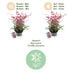 GreenboutiQ Nandina Obsessed: 2x Immergrüne Farbwunder im 17cm Topf Bild 4