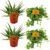 ELHO Brussels rund Blumentopf 18 cm Anthrazit aus recyceltem Kunststoff Bild 7