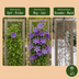 6x Clematis Multi Blue - Waldrebe Multi Blue - Blau - Kletterpflanze - Ø9cm - ↕35cm Bild 6