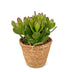 Crassula Ovata - Geldbaum - Grün - Sukkulente/Kaktus - incl. mand - Ø12cm Bild 2