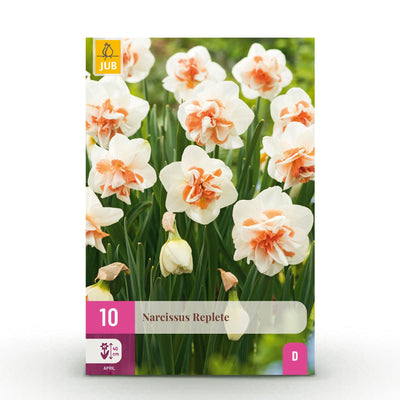 GreenboutiQ - Blumenzwiebeln - Narcis Replete - Bulbs Hardy Perennial - Farbe Weiß und Orange - 10 Stück - Zwiebelgröße 10/12 - XXL Pack