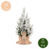 2x Picea glauca Conica - Zuckerhutfichte - Grün - Weiß - Weihnachtsbaum - inkl. Jutesack - Ø19cm - ↕65cm Bild 5