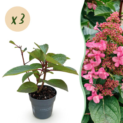 Rispenhortensie Living Infinity: 3x Winterharte weiße Blüten, Topf 12cm