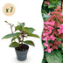 Rispenhortensie Living Infinity: 3x Winterharte weiße Blüten, Topf 12cm Bild 1