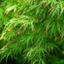 Acer palmatum 'Emerald Lace' - Japanischer Fächerahorn - 35cm Bild 6