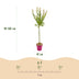 2x - Salix Flamingo - Ø19cm - ↕90-100cm Bild 3